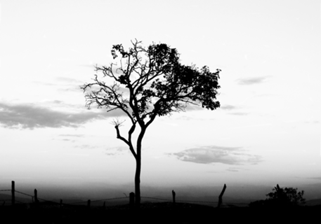 Tree 3