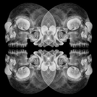 Cranium flowers dark