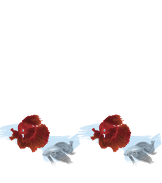 Peixes