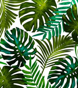 Tropical Dream V2