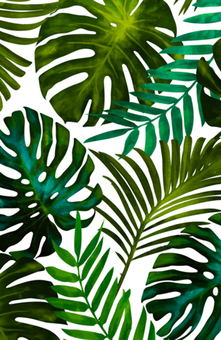 Tropical Dream V2