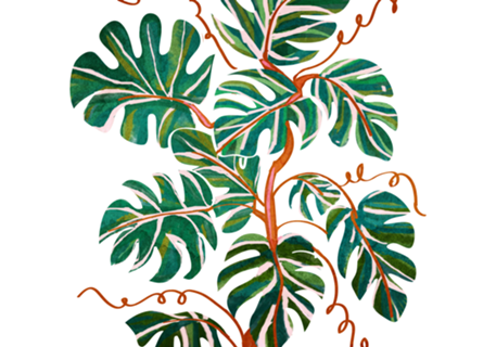 Monstera Deliciosa
