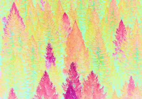 Painted Forest