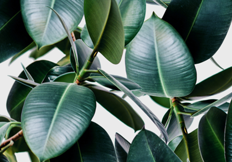 Tropical Elastica