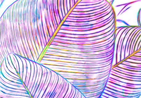 Pink Banana Leaves | Tropical Botanical Jungle