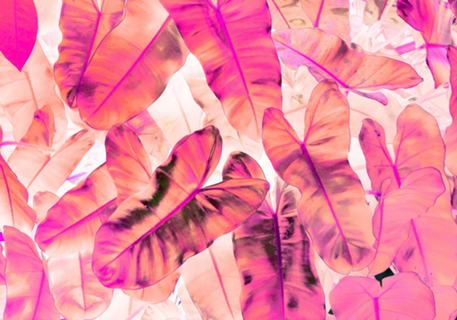 Pink Nirvana