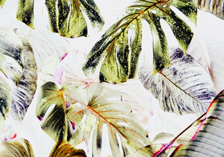 Vintage Tropica