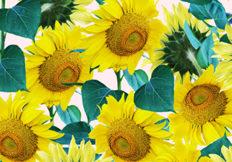 Sun Flowers