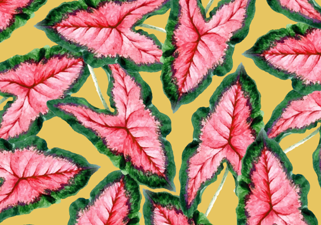 Caladium, Botanical Tropical Nature Plants