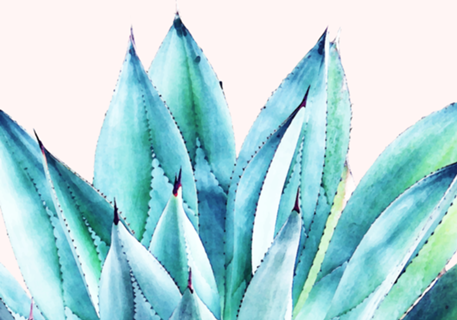 Agave Vibe