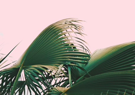 Palm Love