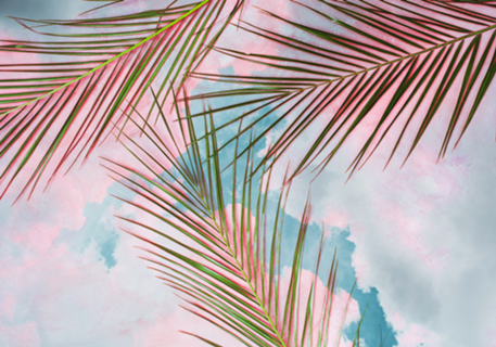 Palms + Sky