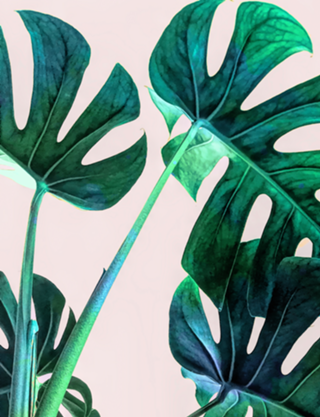 Wild Leaves