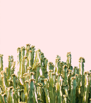 Cactus Blush