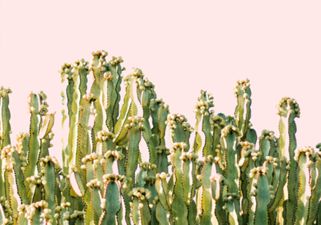 Cactus Blush