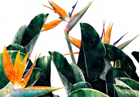Paradise Bird