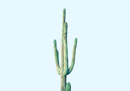 Loner Cactus