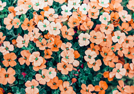 Floral Bliss