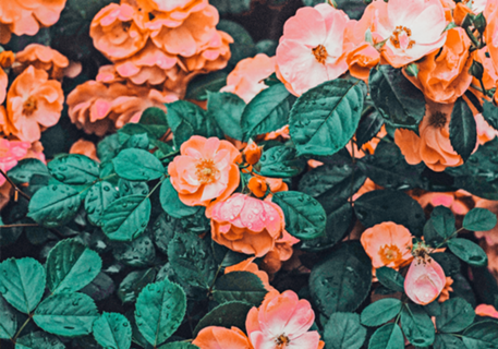 Vintage Blossom II