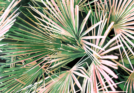Palms II