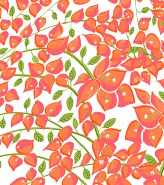 Bougainvillea Blush