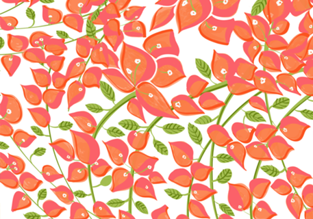 Bougainvillea Blush