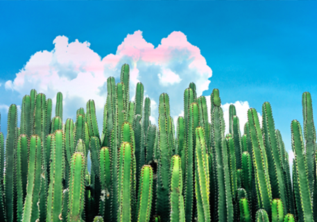Cactus Summer
