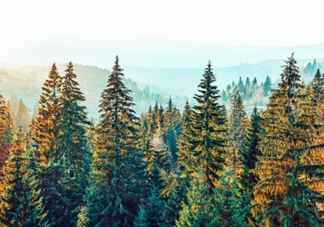 Pine Beauty