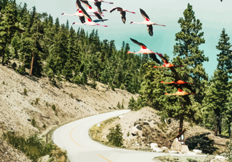 Flamingo Flight