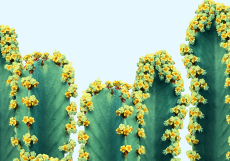 Adorned Cactus