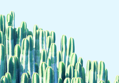 Cactus by the Sea
