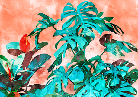 Monstera in My Backyard