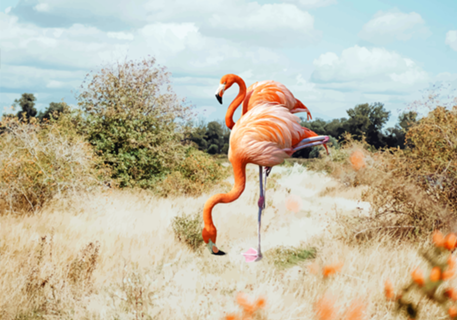 Flamingo Couple