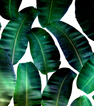 Cosmic Banana Leaves