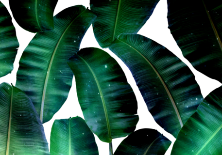 Cosmic Banana Leaves