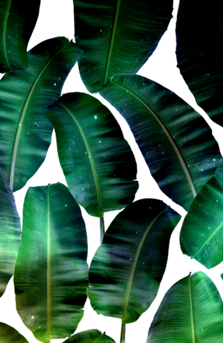 Cosmic Banana Leaves