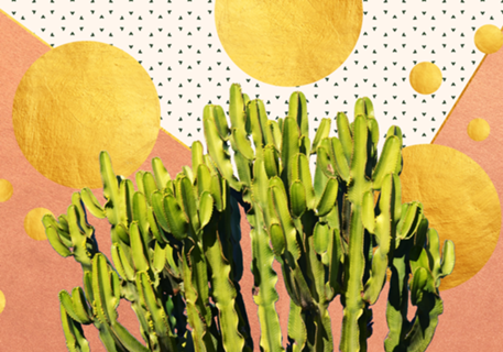Cactus Dream