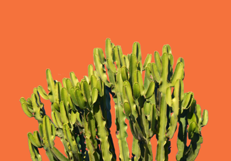 Bold Cactus