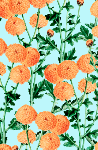 Summer Bloom
