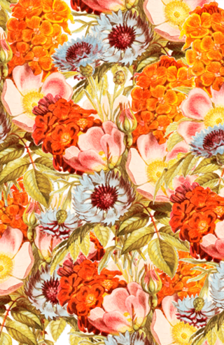 Coral Bloom