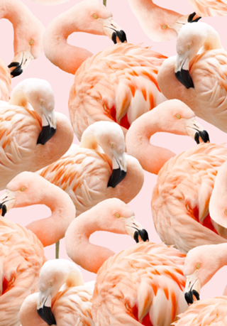 Flamingo Blush