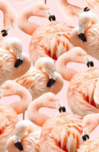 Flamingo Blush