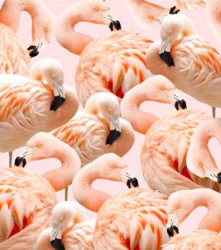 Flamingo Blush