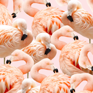 Flamingo Blush