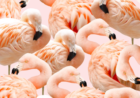 Flamingo Blush