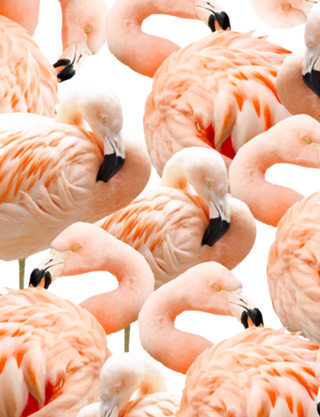 Flamingo Blush