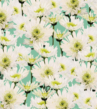 Gerbera