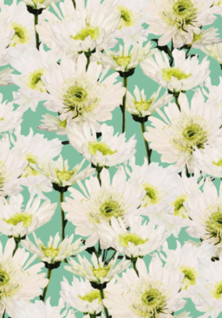 Gerbera