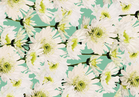 Gerbera