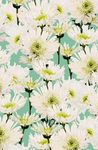 Gerbera